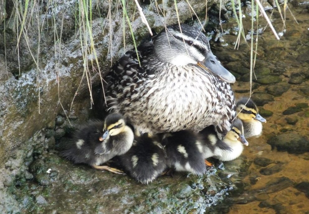 Ducklings hatched by the river